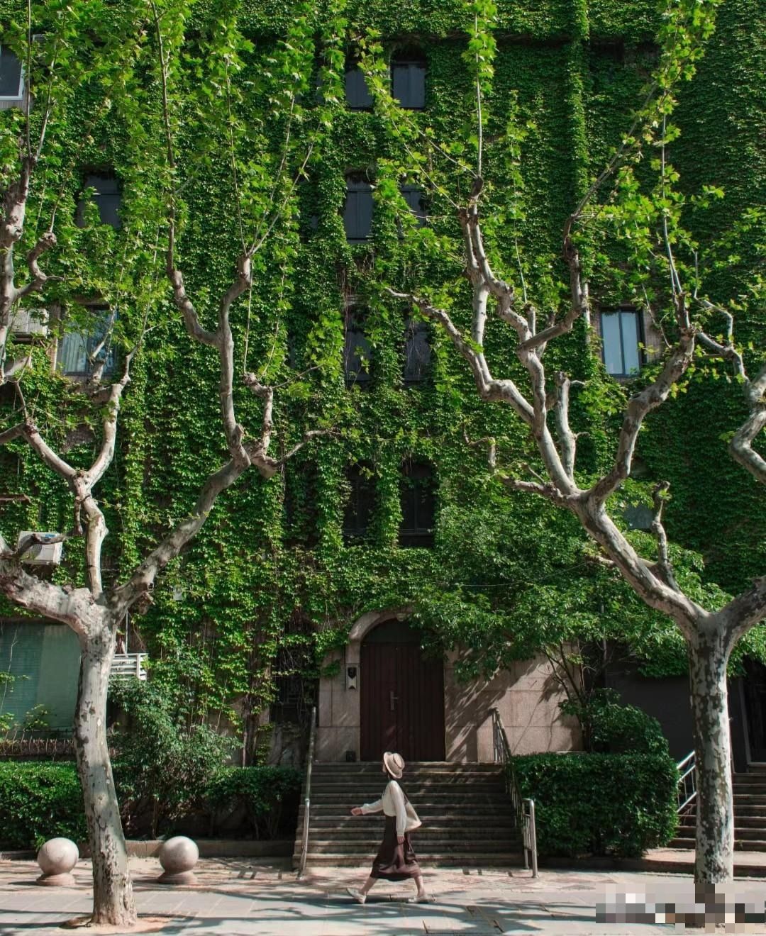 4 cây cảnh như rèm hoa đẹp dịu dàng, như thác xanh ngọt ngào, tựa máy lọc không khí mạnh mẽ- Ảnh 3.