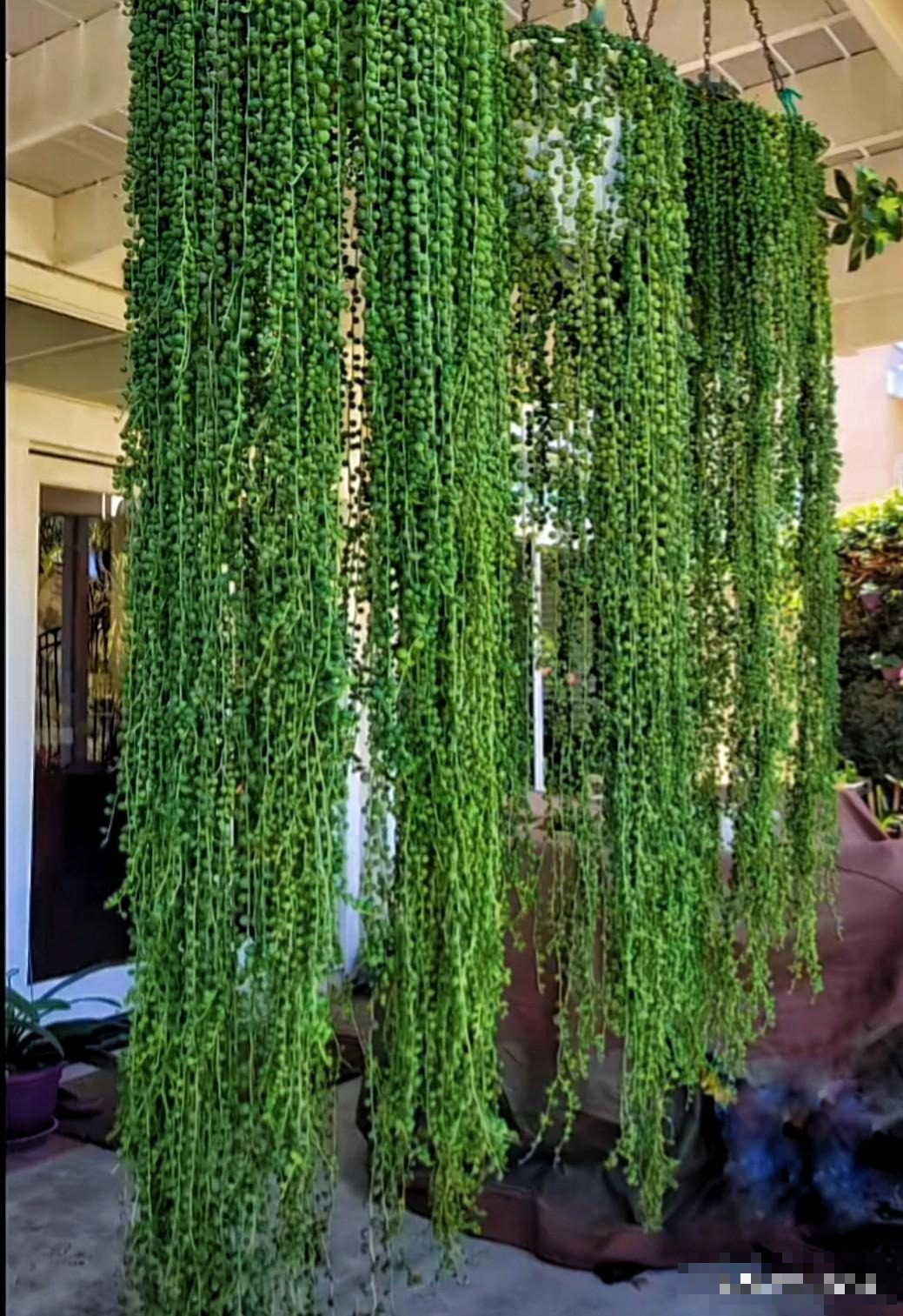 4 cây cảnh như rèm hoa đẹp dịu dàng, như thác xanh ngọt ngào, tựa máy lọc không khí mạnh mẽ- Ảnh 4.