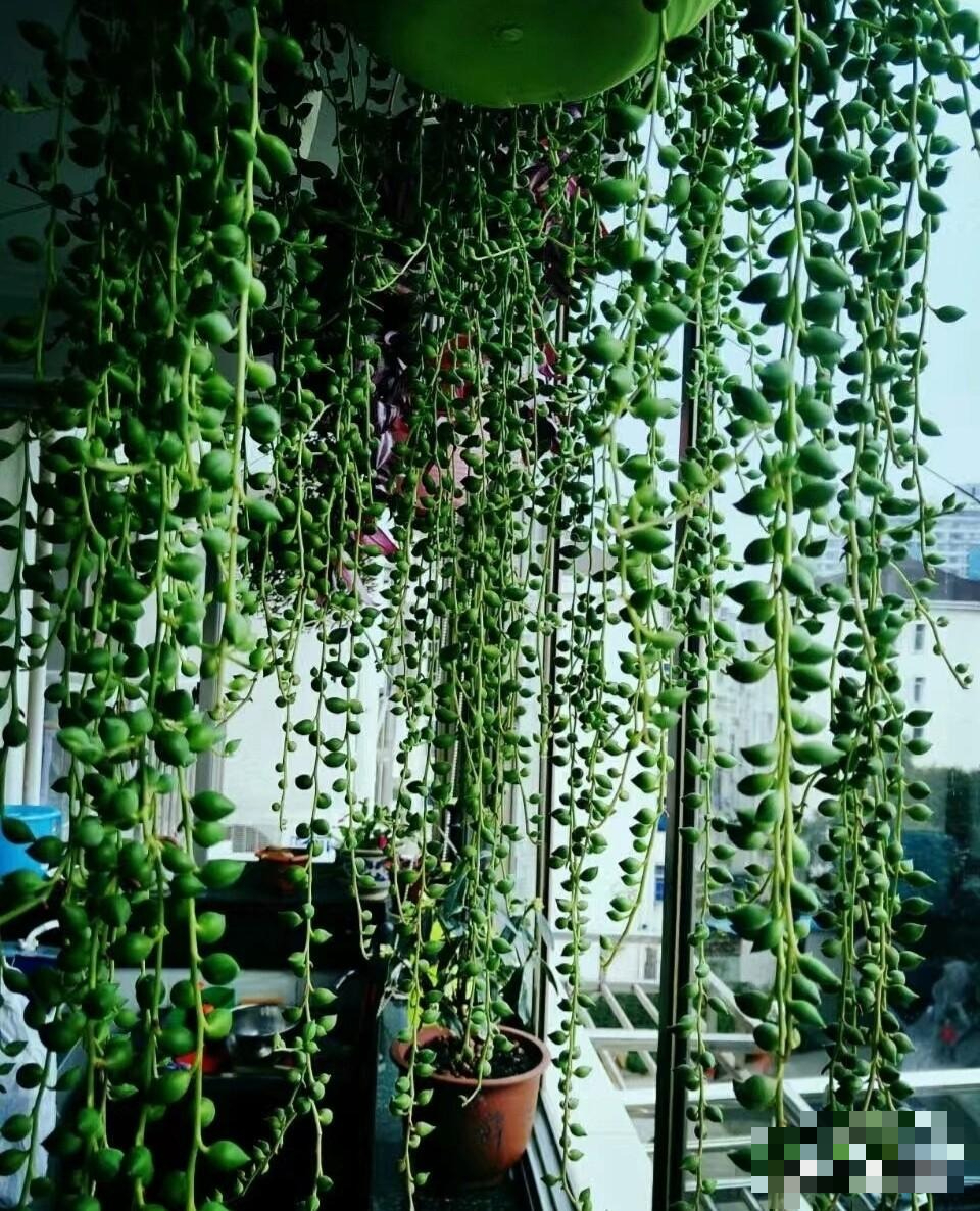 4 cây cảnh như rèm hoa đẹp dịu dàng, như thác xanh ngọt ngào, tựa máy lọc không khí mạnh mẽ- Ảnh 5.