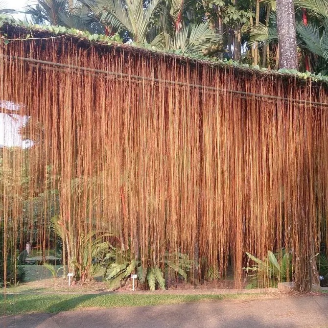 4 cây cảnh như rèm hoa đẹp dịu dàng, như thác xanh ngọt ngào, tựa máy lọc không khí mạnh mẽ- Ảnh 11.