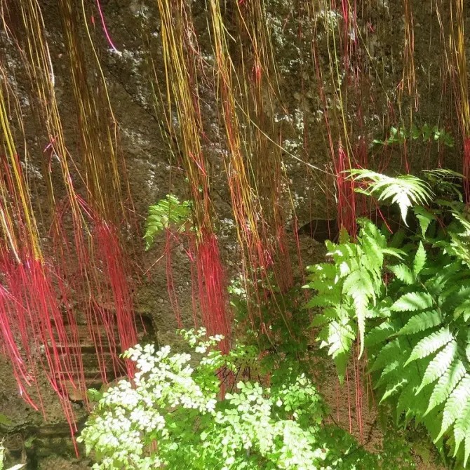 4 cây cảnh như rèm hoa đẹp dịu dàng, như thác xanh ngọt ngào, tựa máy lọc không khí mạnh mẽ- Ảnh 12.