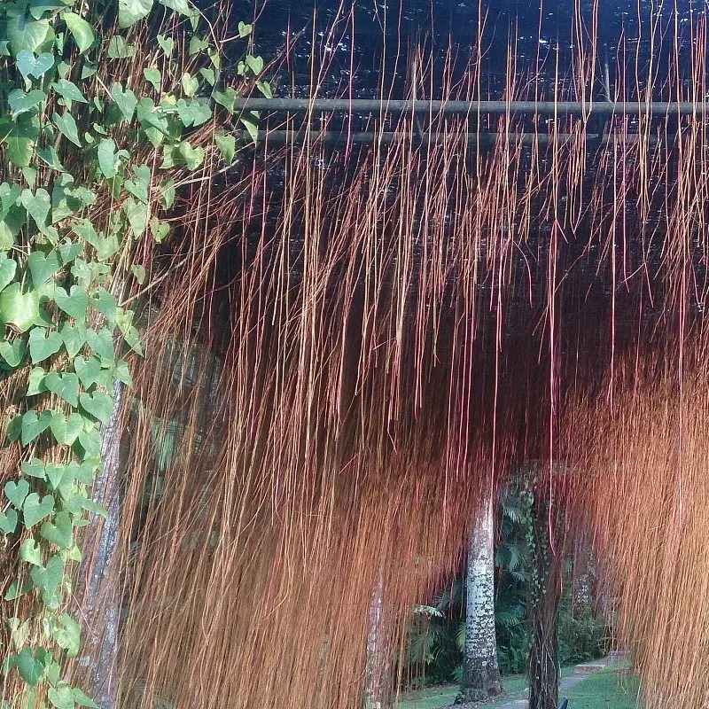 4 cây cảnh như rèm hoa đẹp dịu dàng, như thác xanh ngọt ngào, tựa máy lọc không khí mạnh mẽ- Ảnh 13.