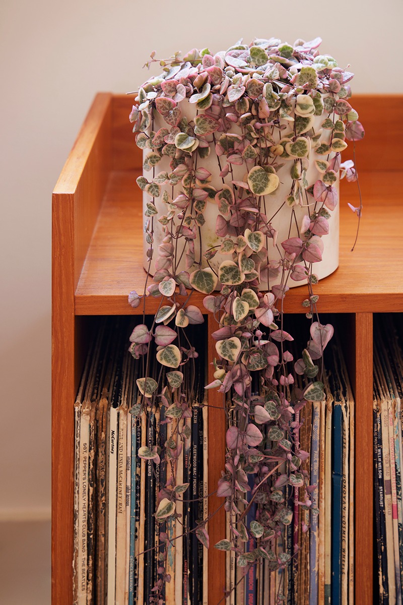 4 cây cảnh như rèm hoa đẹp dịu dàng, như thác xanh ngọt ngào, tựa máy lọc không khí mạnh mẽ- Ảnh 7.