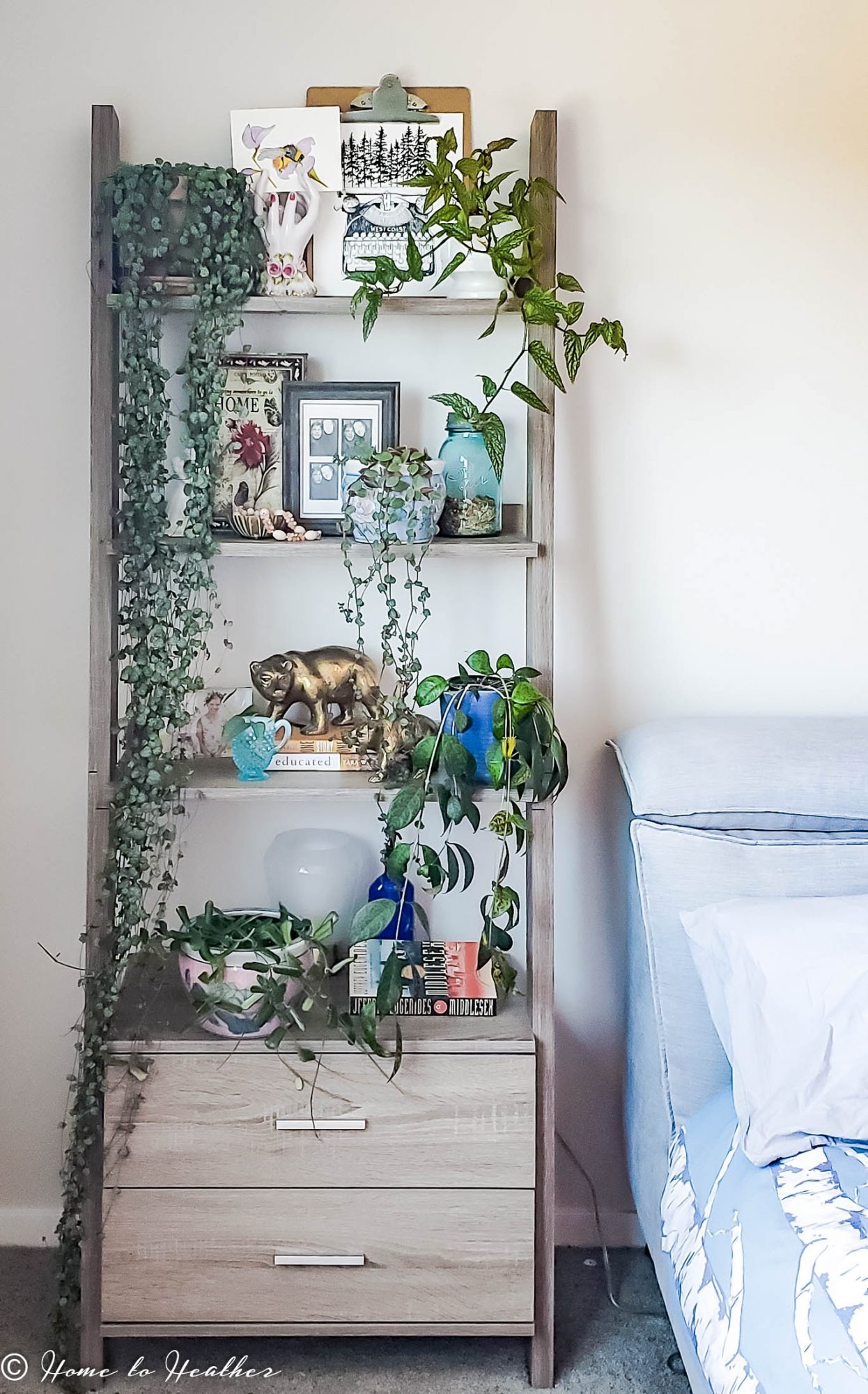 4 cây cảnh như rèm hoa đẹp dịu dàng, như thác xanh ngọt ngào, tựa máy lọc không khí mạnh mẽ- Ảnh 9.