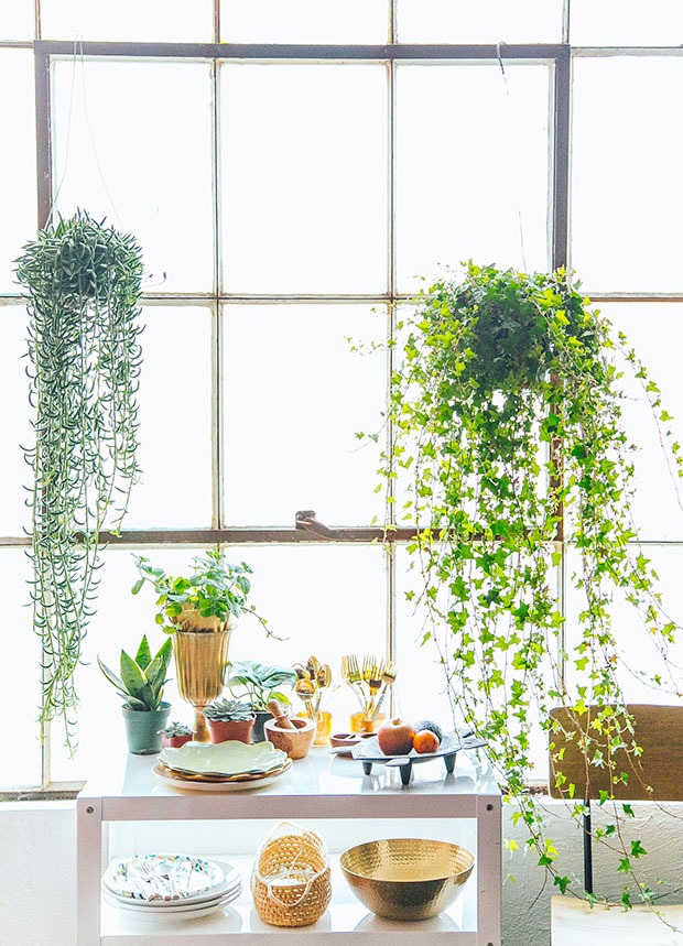 4 cây cảnh như rèm hoa đẹp dịu dàng, như thác xanh ngọt ngào, tựa máy lọc không khí mạnh mẽ- Ảnh 1.