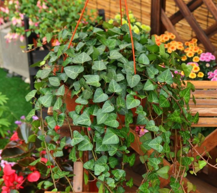 4 cây cảnh như rèm hoa đẹp dịu dàng, như thác xanh ngọt ngào, tựa máy lọc không khí mạnh mẽ- Ảnh 2.