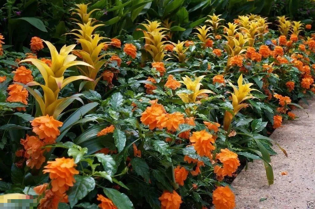 Cây cảnh rừng rực như đám cháy, nở hoa 365 ngày, chịu nắng, chịu nhiệt, giúp gia chủ chiêu tài, hút lộc- Ảnh 9. Cây cảnh rừng rực như đám cháy, nở hoa 365 ngày, chịu nắng, chịu nhiệt, giúp gia chủ chiêu tài, hút lộc- Ảnh 9.