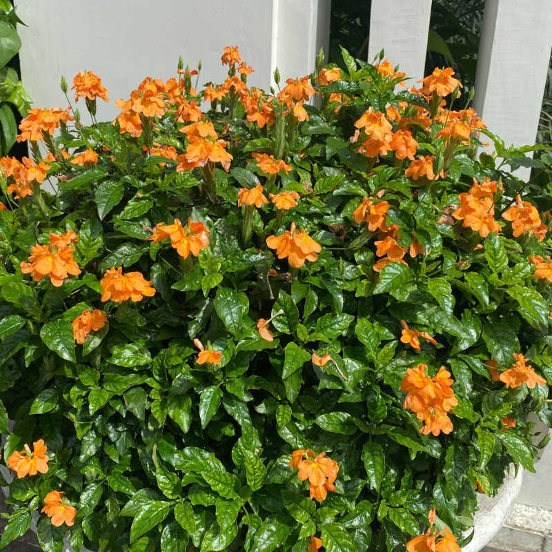 Cây cảnh rừng rực như đám cháy, nở hoa 365 ngày, chịu nắng, chịu nhiệt, giúp gia chủ chiêu tài, hút lộc- Ảnh 4. Cây cảnh rừng rực như đám cháy, nở hoa 365 ngày, chịu nắng, chịu nhiệt, giúp gia chủ chiêu tài, hút lộc- Ảnh 4.