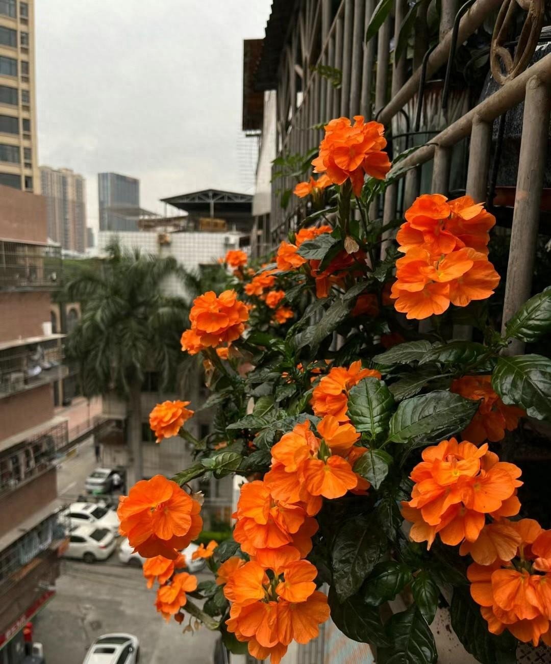 Cây cảnh rừng rực như đám cháy, nở hoa 365 ngày, chịu nắng, chịu nhiệt, giúp gia chủ chiêu tài, hút lộc- Ảnh 6. Cây cảnh rừng rực như đám cháy, nở hoa 365 ngày, chịu nắng, chịu nhiệt, giúp gia chủ chiêu tài, hút lộc- Ảnh 6.