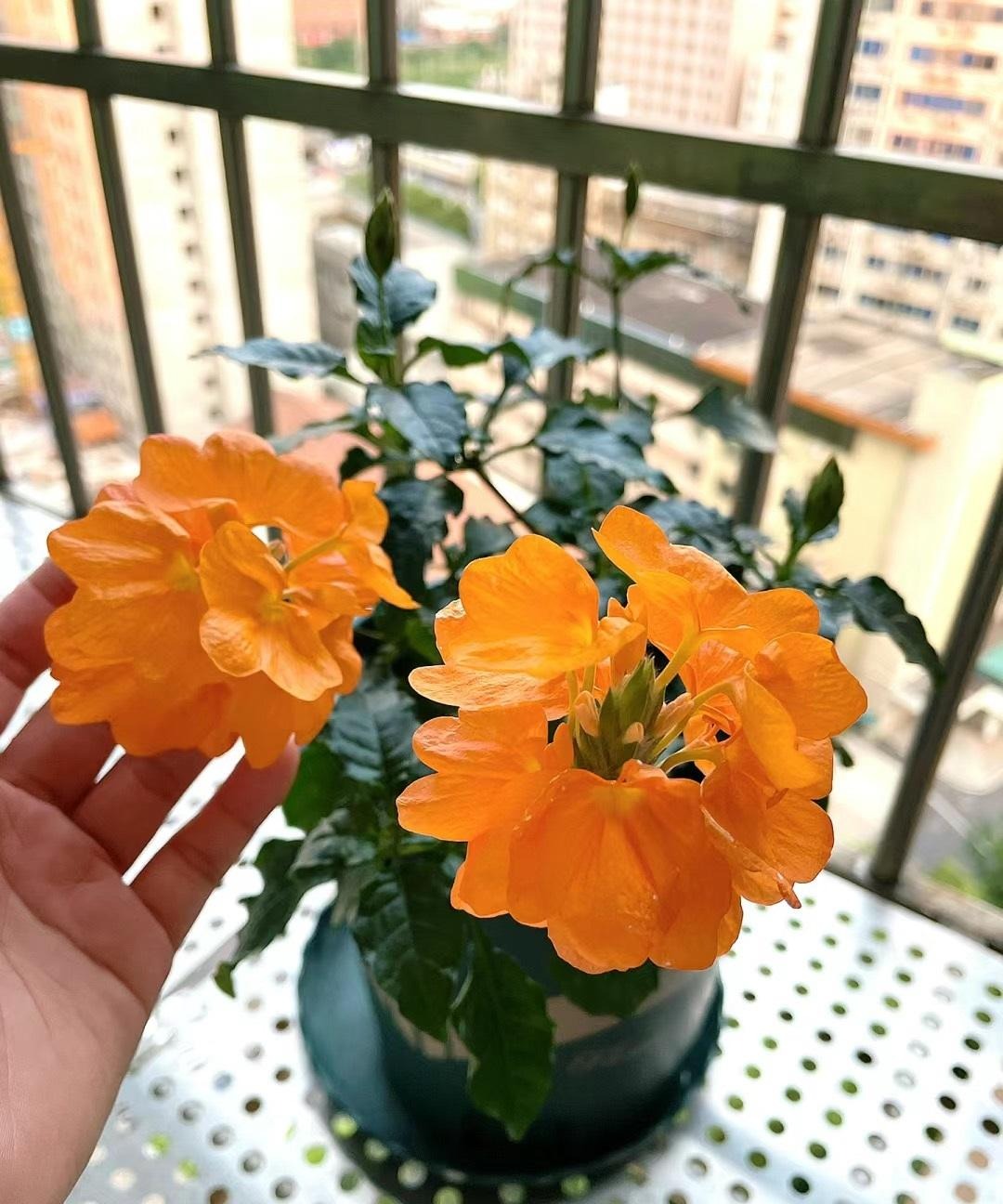 Cây cảnh rừng rực như đám cháy, nở hoa 365 ngày, chịu nắng, chịu nhiệt, giúp gia chủ chiêu tài, hút lộc- Ảnh 3. Cây cảnh rừng rực như đám cháy, nở hoa 365 ngày, chịu nắng, chịu nhiệt, giúp gia chủ chiêu tài, hút lộc- Ảnh 3.