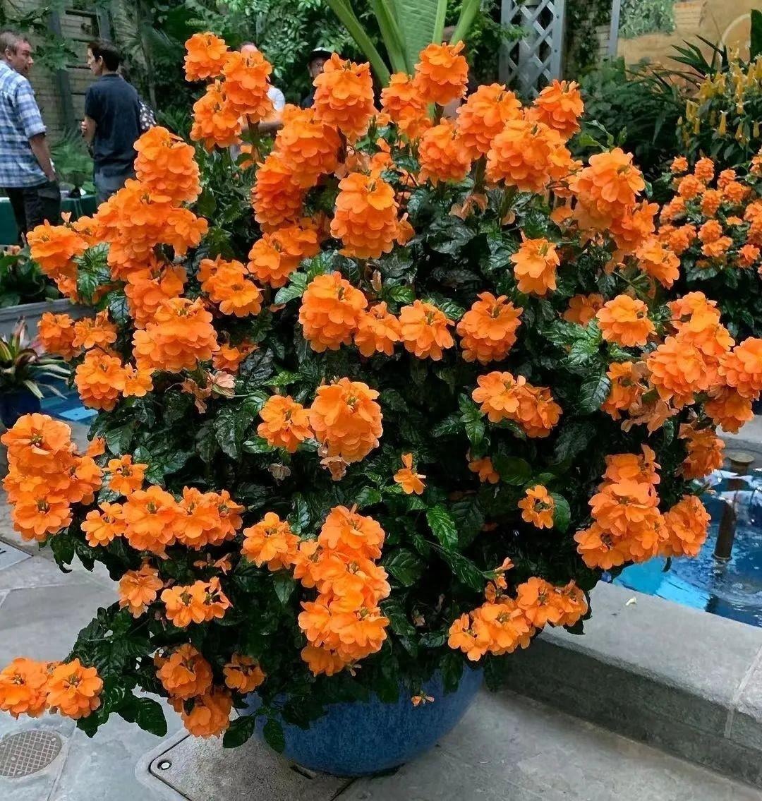 Cây cảnh rừng rực như đám cháy, nở hoa 365 ngày, chịu nắng, chịu nhiệt, giúp gia chủ chiêu tài, hút lộc- Ảnh 13. Cây cảnh rừng rực như đám cháy, nở hoa 365 ngày, chịu nắng, chịu nhiệt, giúp gia chủ chiêu tài, hút lộc- Ảnh 13.