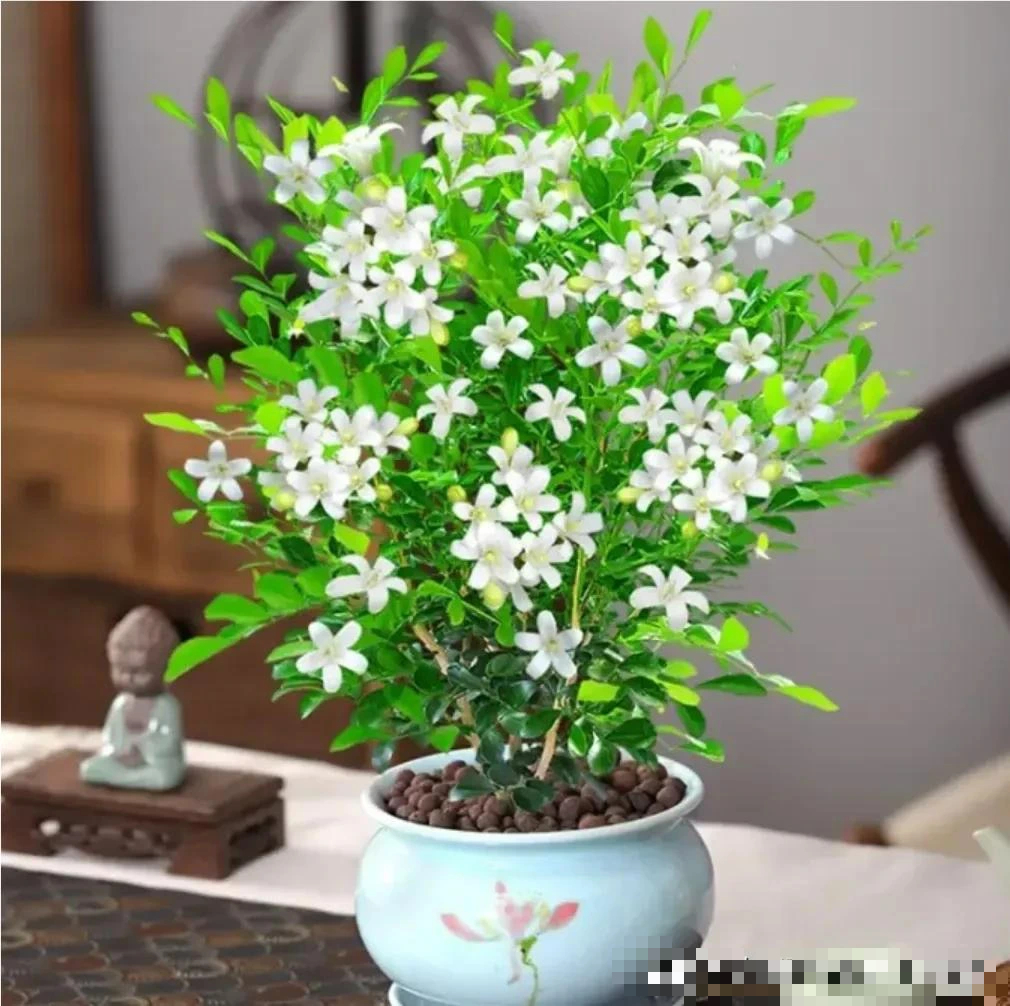 Đặt 10 cây cảnh này trong phòng ngủ, sức khỏe giảm sút, tài lộc thất thoát, may mắn cũng trốn xa- Ảnh 2. Đặt 10 cây cảnh này trong phòng ngủ, sức khỏe giảm sút, tài lộc thất thoát, may mắn cũng trốn xa- Ảnh 2.