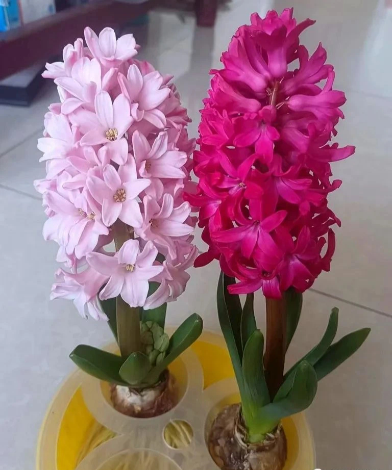Đặt 10 cây cảnh này trong phòng ngủ, sức khỏe giảm sút, tài lộc thất thoát, may mắn cũng trốn xa- Ảnh 10. Đặt 10 cây cảnh này trong phòng ngủ, sức khỏe giảm sút, tài lộc thất thoát, may mắn cũng trốn xa- Ảnh 10.
