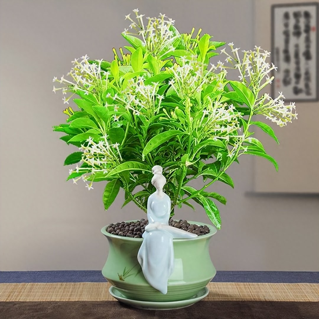 Đặt 10 cây cảnh này trong phòng ngủ, sức khỏe giảm sút, tài lộc thất thoát, may mắn cũng trốn xa- Ảnh 3. Đặt 10 cây cảnh này trong phòng ngủ, sức khỏe giảm sút, tài lộc thất thoát, may mắn cũng trốn xa- Ảnh 3.