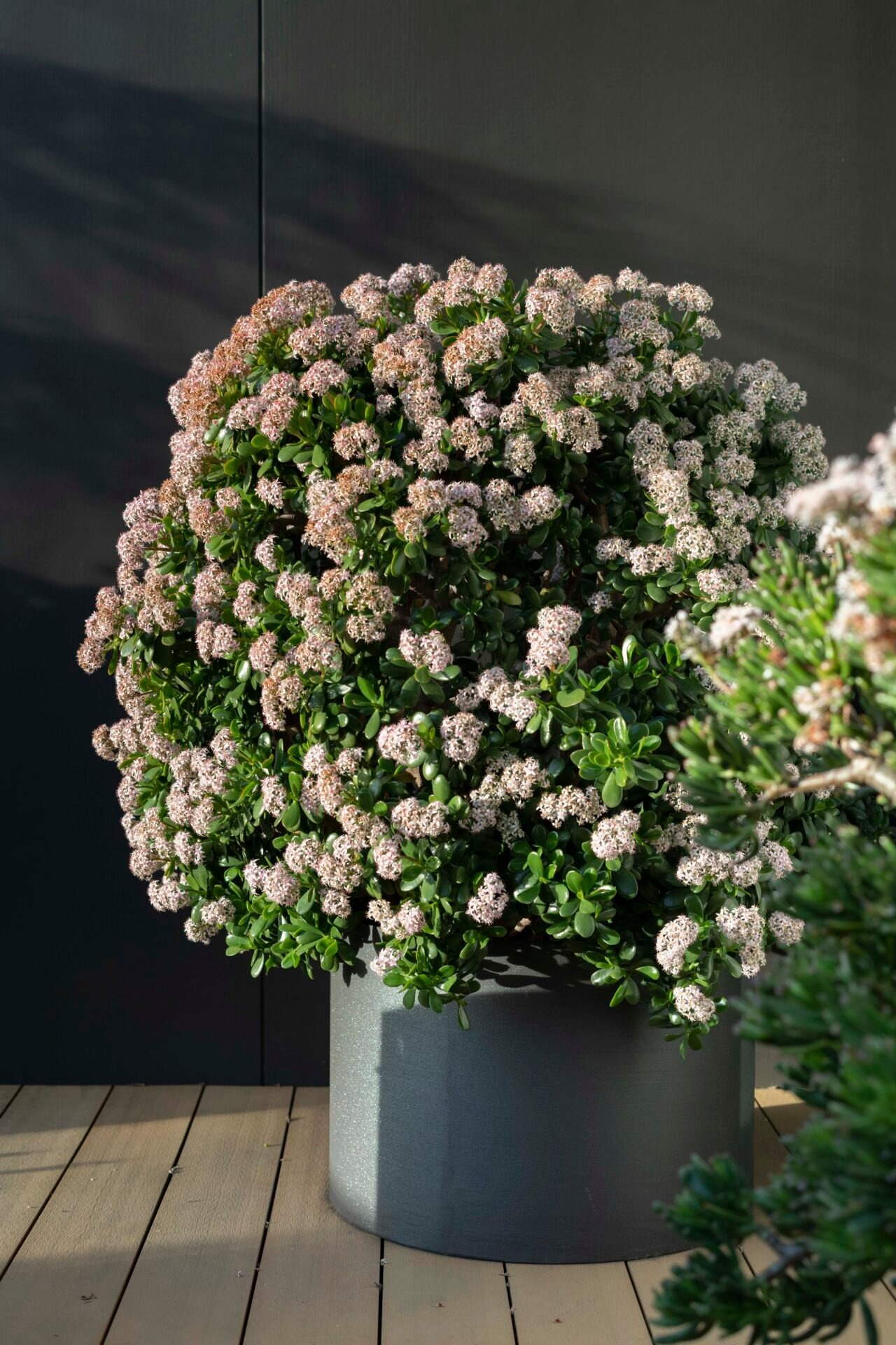 Người giàu muốn giữ cây cảnh phú quý làm vật gia truyền, không nên phạm 4 sai lầm trong mùa hè- Ảnh 6.