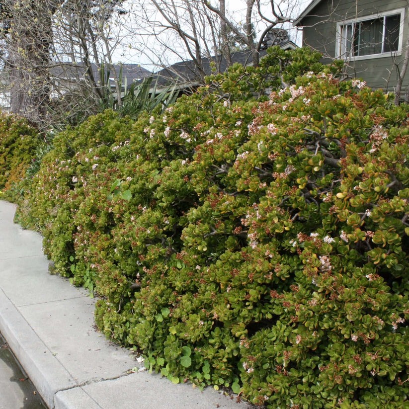 Người giàu muốn giữ cây cảnh phú quý làm vật gia truyền, không nên phạm 4 sai lầm trong mùa hè- Ảnh 3.