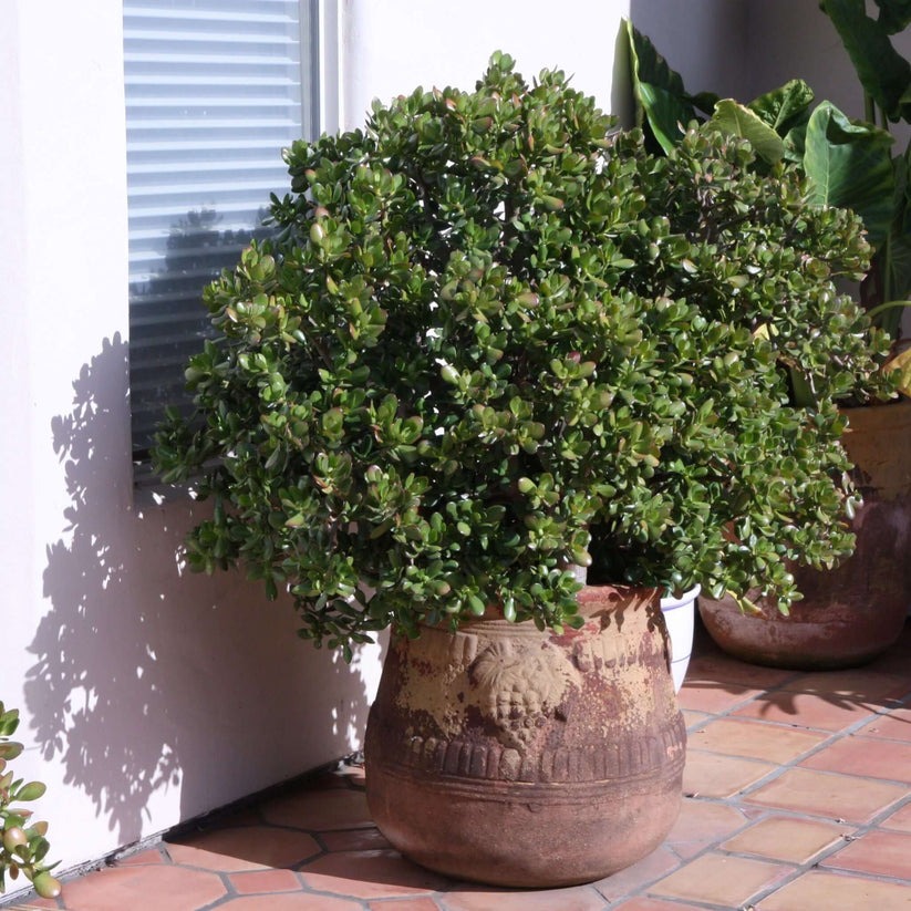 Người giàu muốn giữ cây cảnh phú quý làm vật gia truyền, không nên phạm 4 sai lầm trong mùa hè- Ảnh 8.