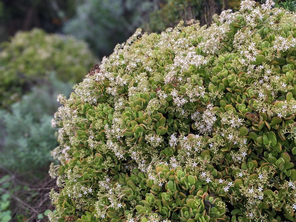 Người giàu muốn giữ cây cảnh phú quý làm vật gia truyền, không nên phạm 4 sai lầm trong mùa hè- Ảnh 11.