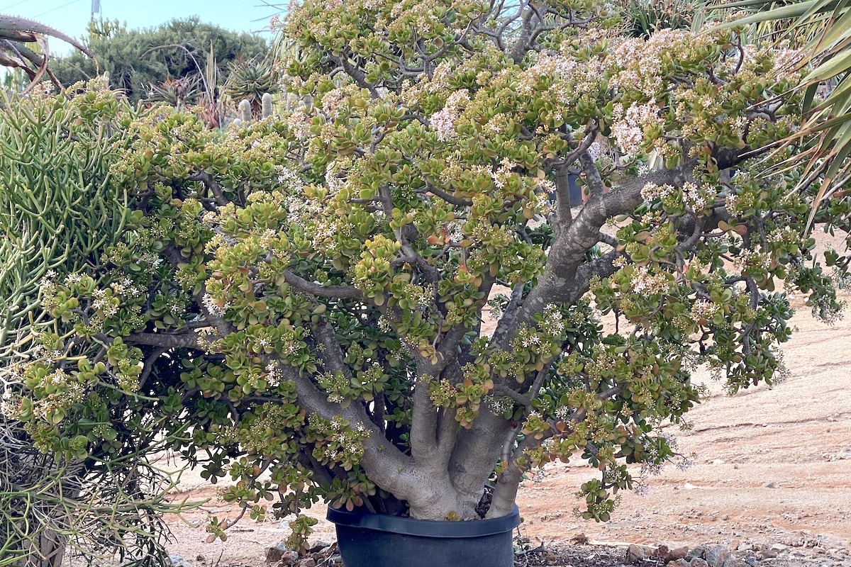 Người giàu muốn giữ cây cảnh phú quý làm vật gia truyền, không nên phạm 4 sai lầm trong mùa hè- Ảnh 1.