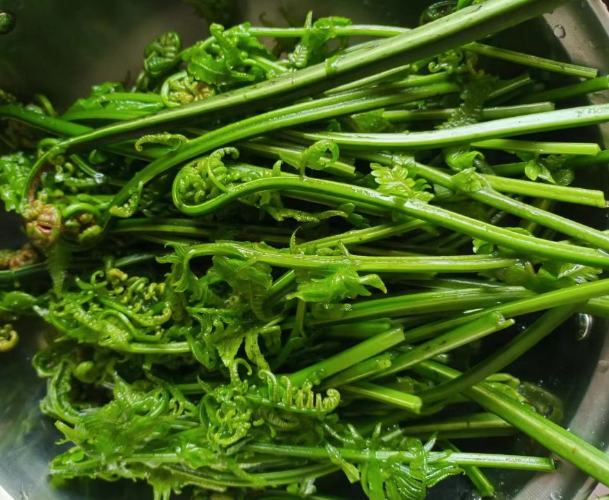 Loại rau dại mọc trong rừng giờ thành đặc sản, mùa hè ăn thanh nhiệt, giải độc, xào tỏi cực thơm ngon- Ảnh 11.