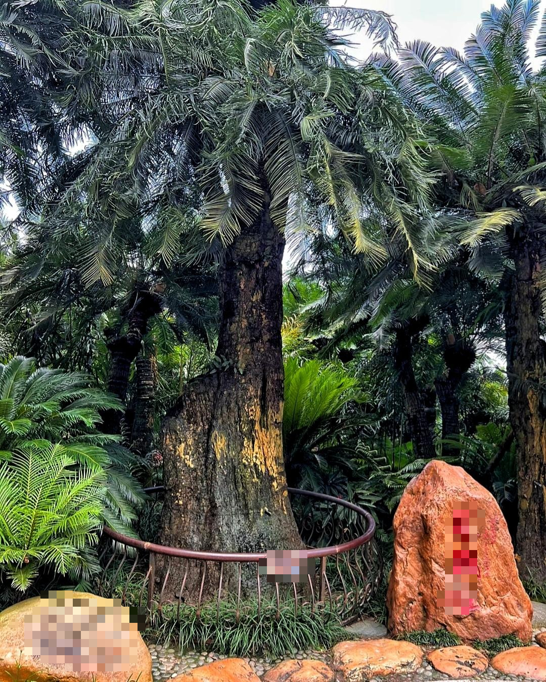 Cây cảnh 