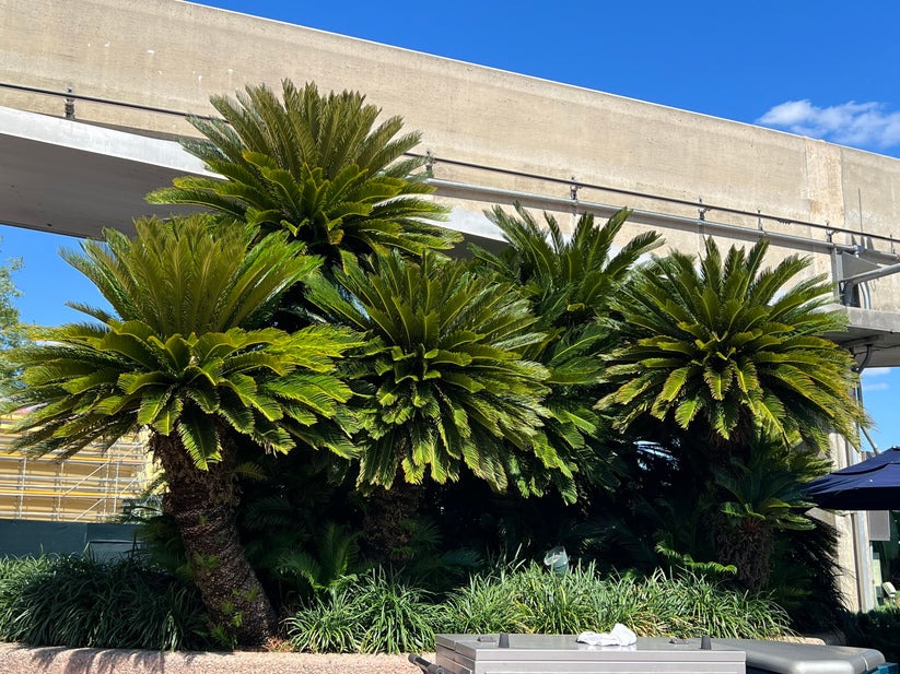 Cây cảnh 