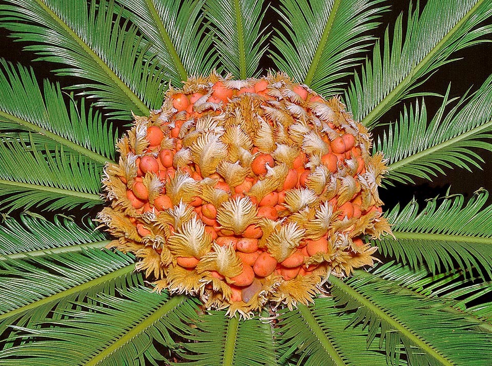 Cây cảnh 