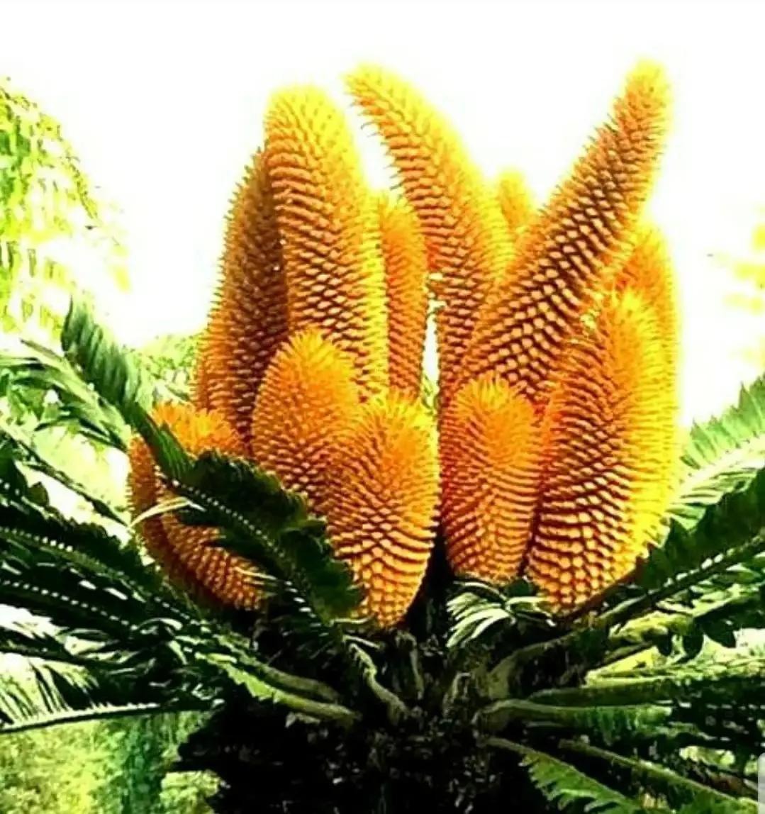 Cây cảnh 
