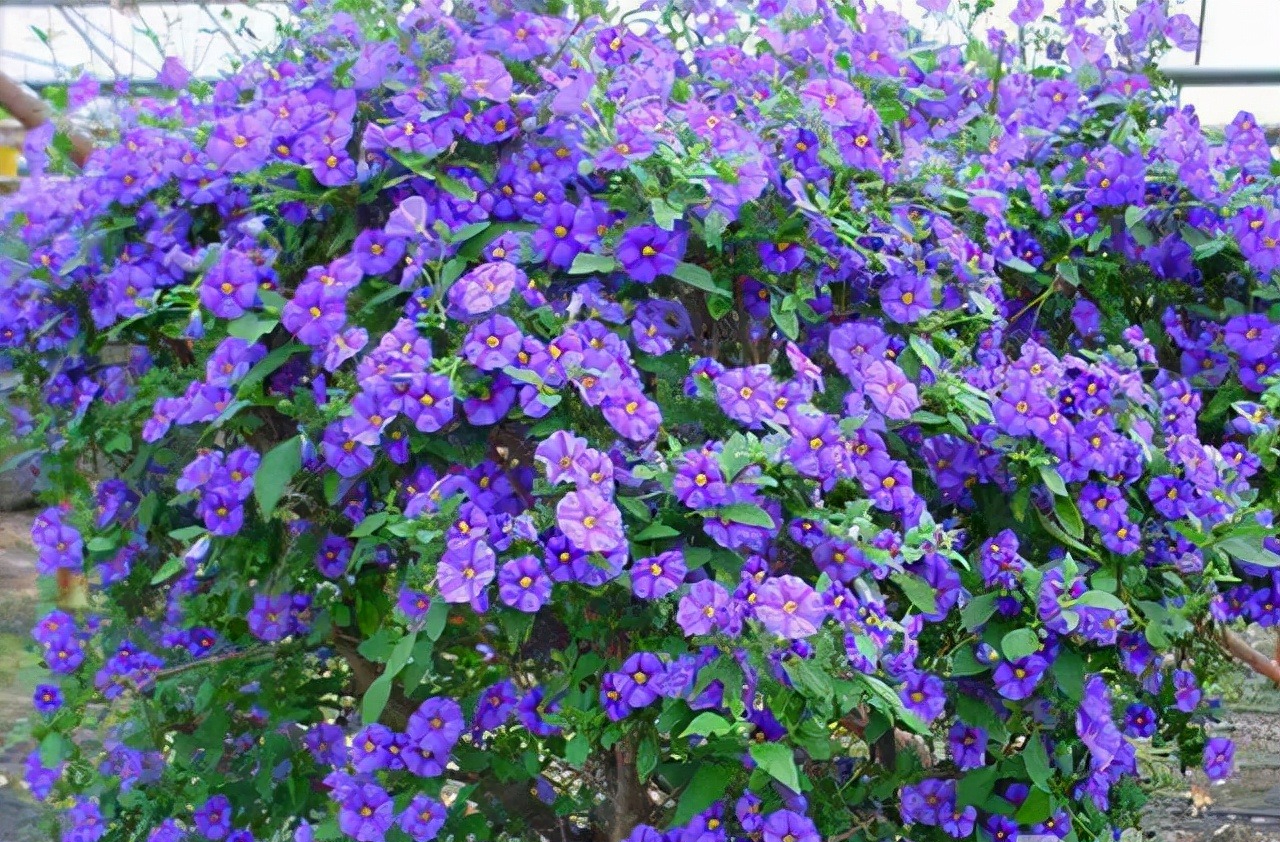 Cây cảnh dân dã, đẹp dịu dàng, quyến rũ, nở hoa quanh năm, mang bình yên, cát tường vào nhà- Ảnh 1.