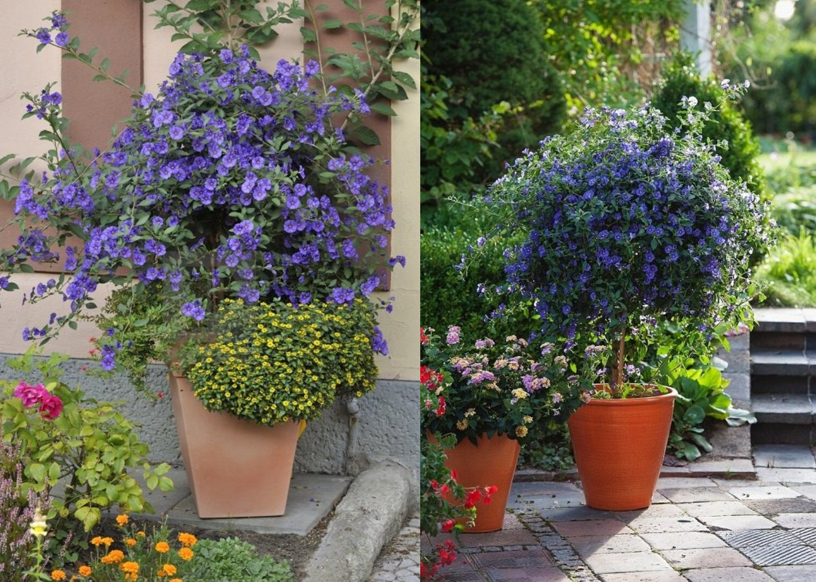 Cây cảnh dân dã, đẹp dịu dàng, quyến rũ, nở hoa quanh năm, mang bình yên, cát tường vào nhà- Ảnh 2.