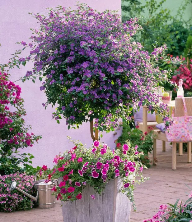 Cây cảnh dân dã, đẹp dịu dàng, quyến rũ, nở hoa quanh năm, mang bình yên, cát tường vào nhà- Ảnh 10.