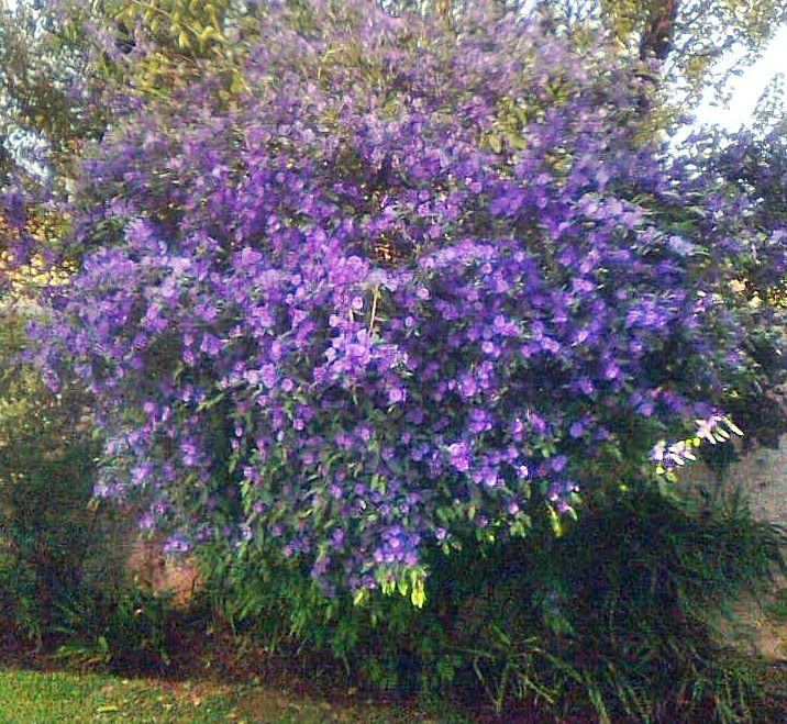 Cây cảnh dân dã, đẹp dịu dàng, quyến rũ, nở hoa quanh năm, mang bình yên, cát tường vào nhà- Ảnh 6.