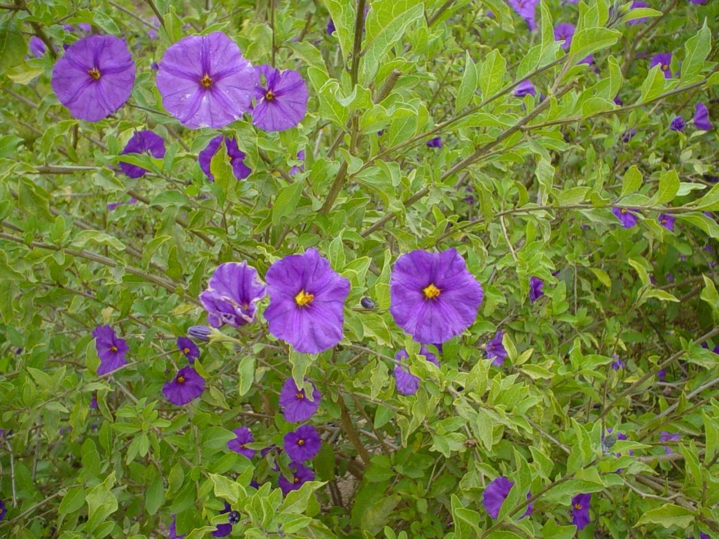 Cây cảnh dân dã, đẹp dịu dàng, quyến rũ, nở hoa quanh năm, mang bình yên, cát tường vào nhà- Ảnh 5.