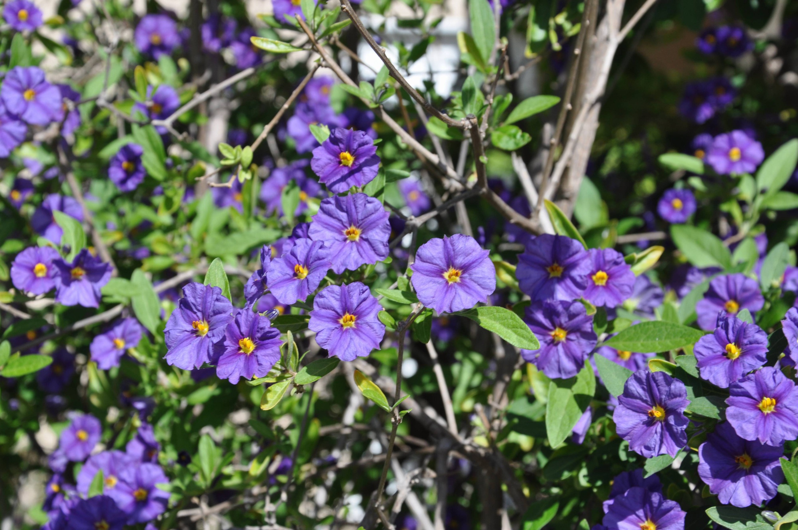 Cây cảnh dân dã, đẹp dịu dàng, quyến rũ, nở hoa quanh năm, mang bình yên, cát tường vào nhà- Ảnh 3.