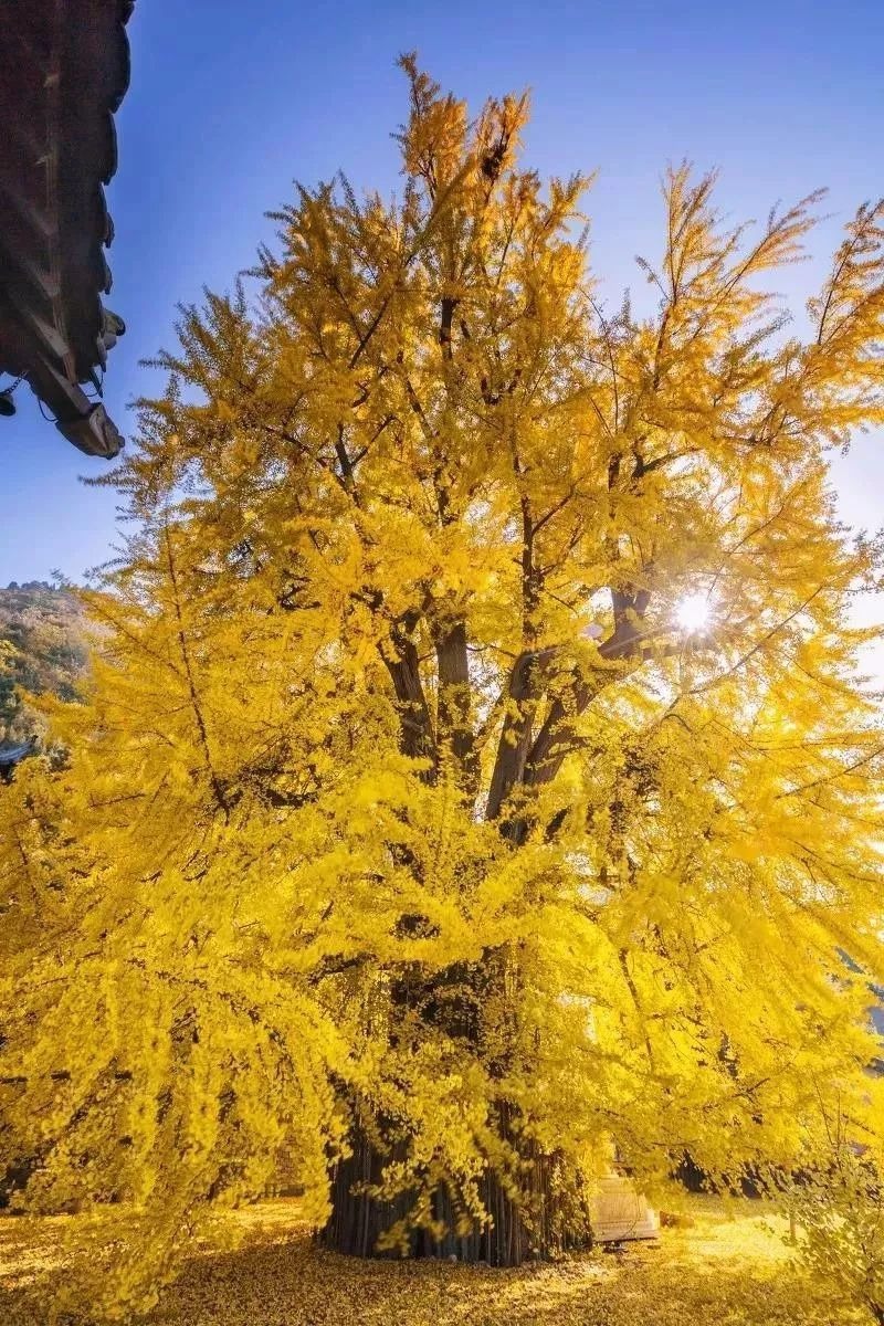 Cây cảnh cát tường, dát vàng lộng lẫy, thu hút tài lộc, xua đuổi tà ma nhưng không phải ai cũng thích trồng- Ảnh 11.