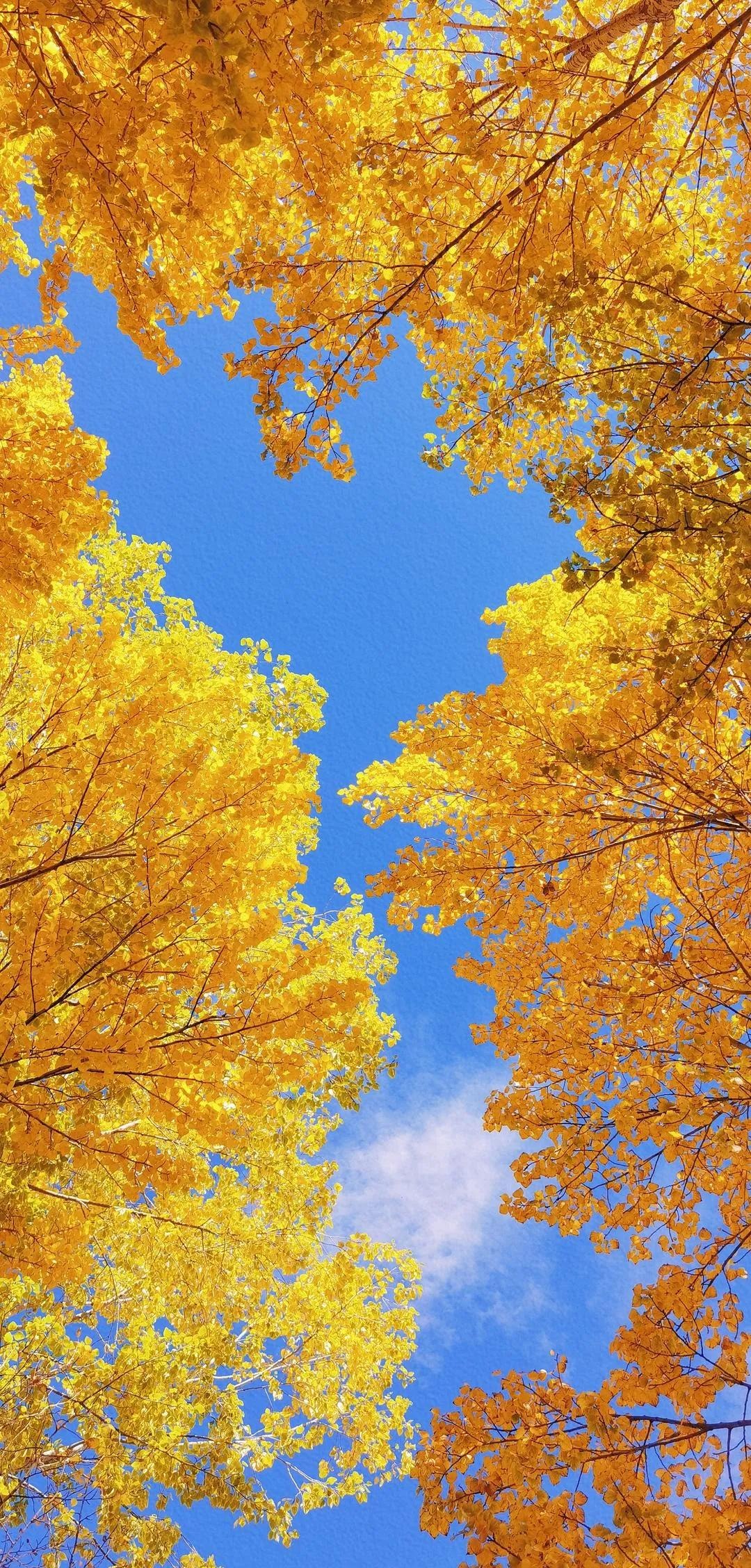 Cây cảnh cát tường, dát vàng lộng lẫy, thu hút tài lộc, xua đuổi tà ma nhưng không phải ai cũng thích trồng- Ảnh 4.