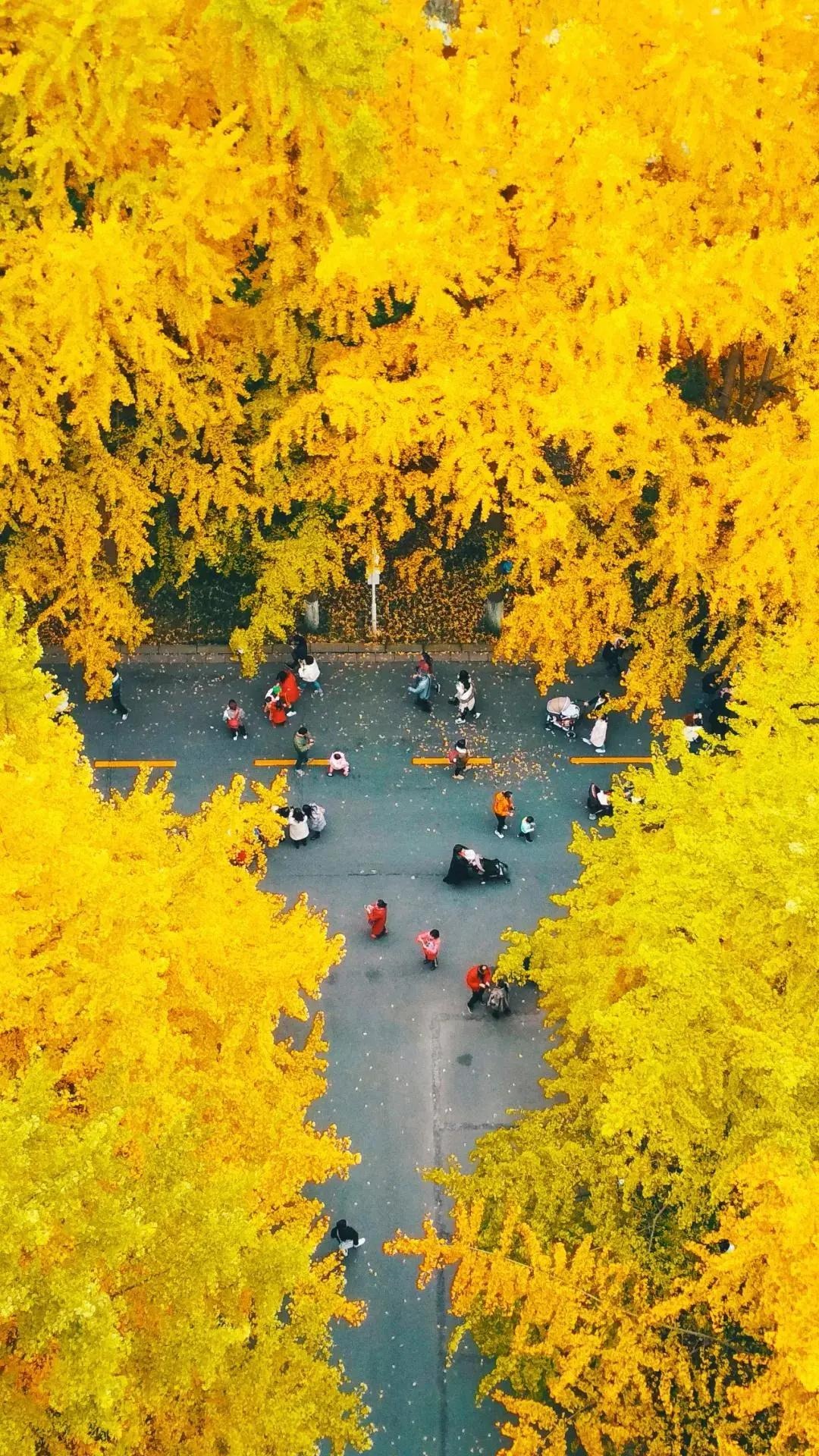 Cây cảnh cát tường, dát vàng lộng lẫy, thu hút tài lộc, xua đuổi tà ma nhưng không phải ai cũng thích trồng- Ảnh 9.