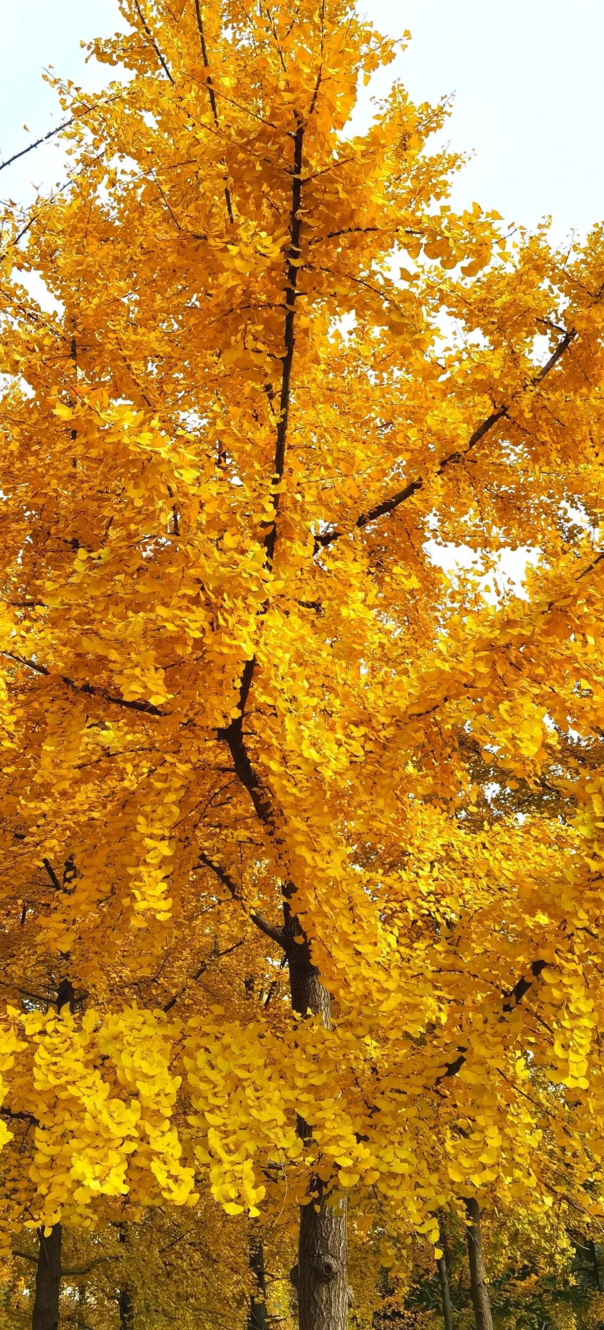 Cây cảnh cát tường, dát vàng lộng lẫy, thu hút tài lộc, xua đuổi tà ma nhưng không phải ai cũng thích trồng- Ảnh 12.