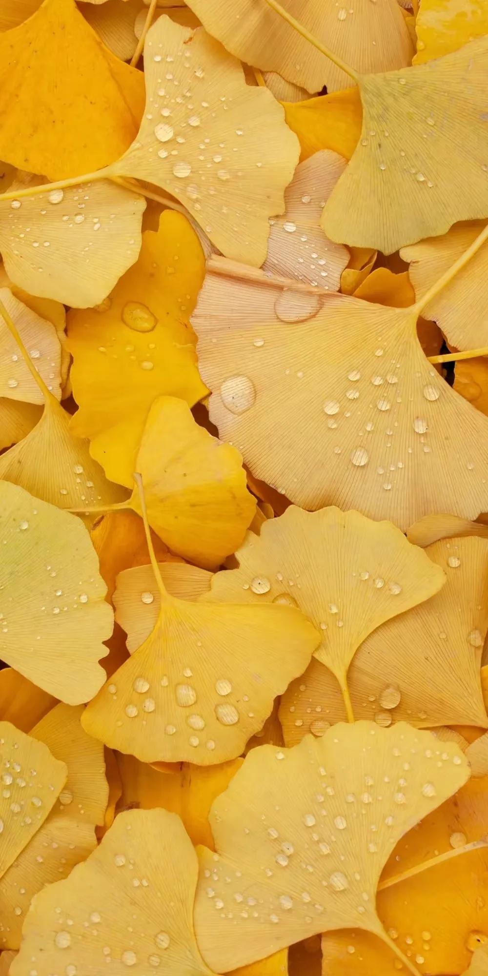 Cây cảnh cát tường, dát vàng lộng lẫy, thu hút tài lộc, xua đuổi tà ma nhưng không phải ai cũng thích trồng- Ảnh 5.