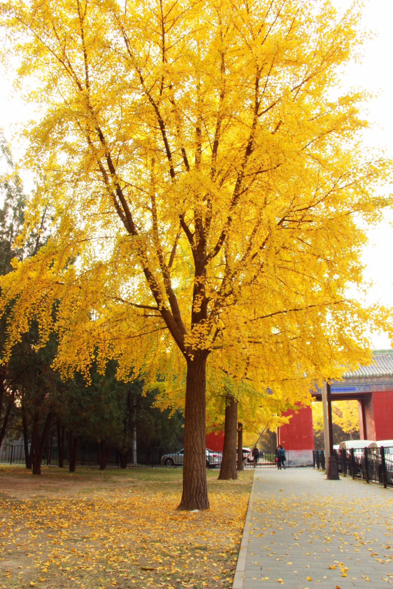 Cây cảnh cát tường, dát vàng lộng lẫy, thu hút tài lộc, xua đuổi tà ma nhưng không phải ai cũng thích trồng- Ảnh 10.