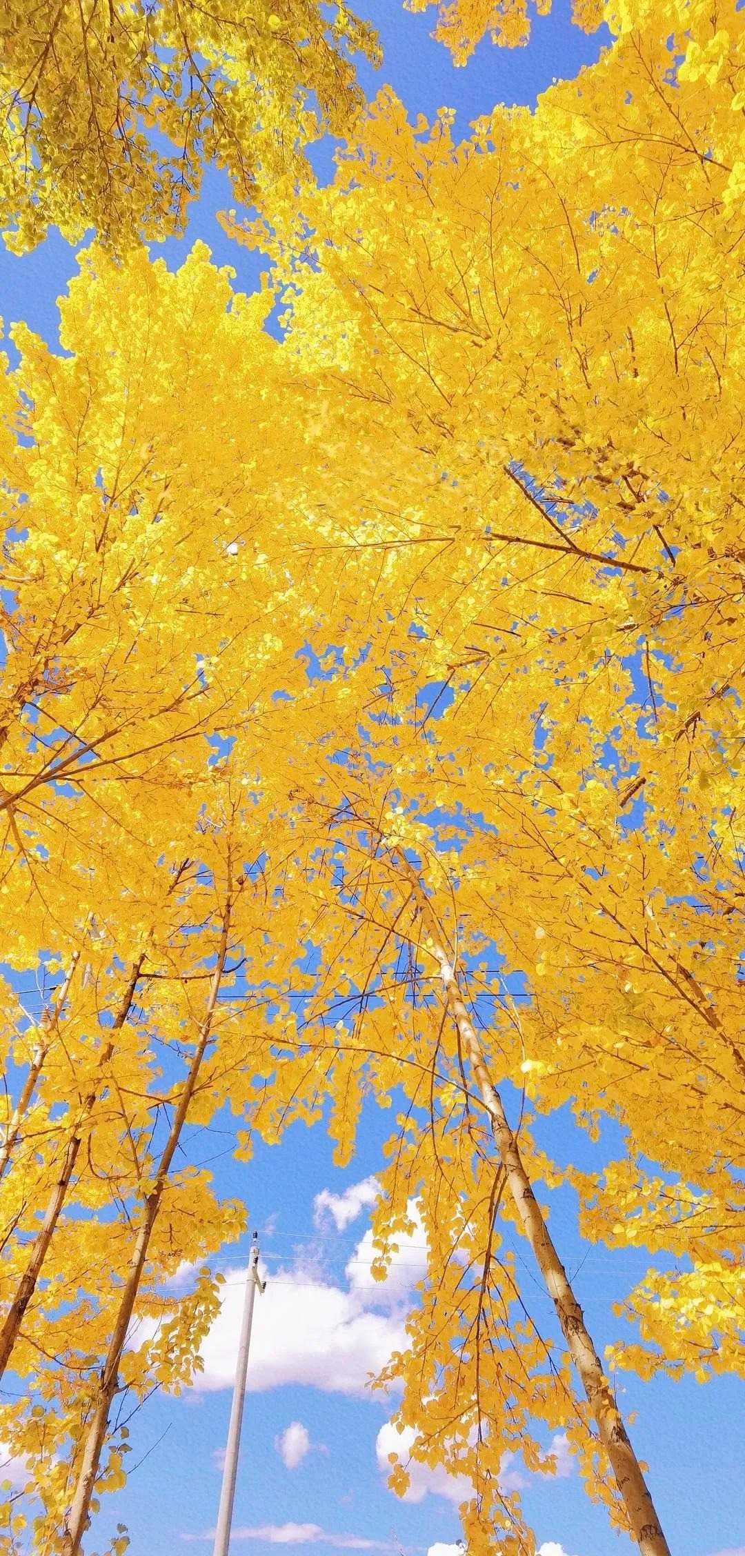 Cây cảnh cát tường, dát vàng lộng lẫy, thu hút tài lộc, xua đuổi tà ma nhưng không phải ai cũng thích trồng- Ảnh 13.