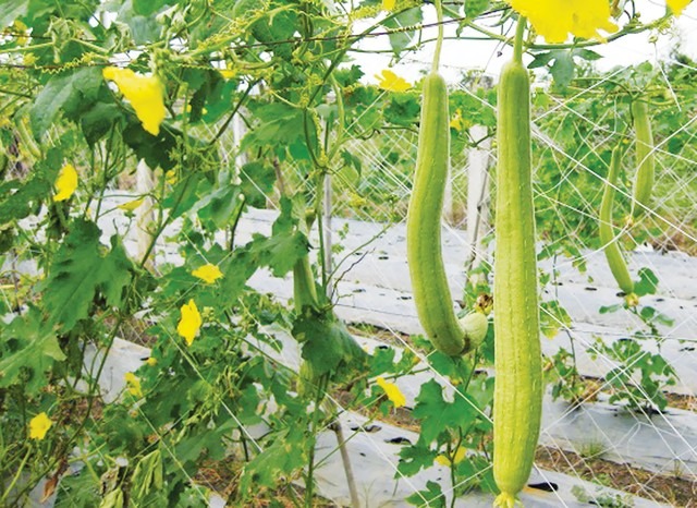 Loại rau giá rẻ, được coi là "quả dưa thần tiên", thanh nhiệt, giải độc, trắng da, làm món gì cũng ngon- Ảnh 1.