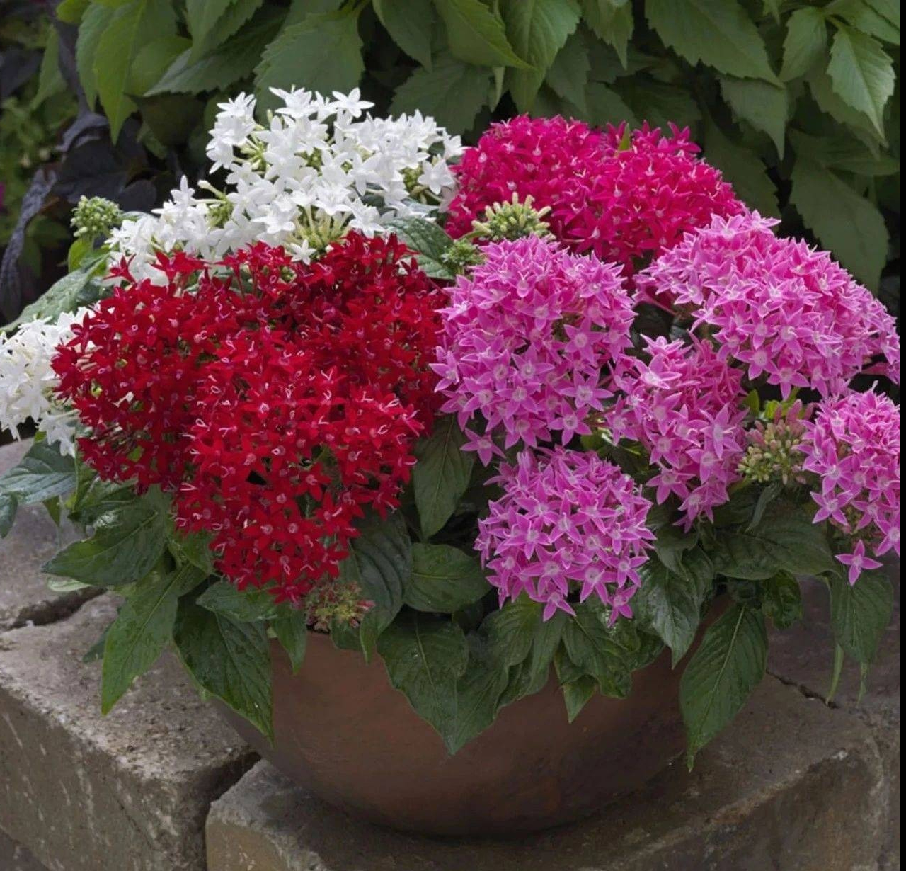 Cây cảnh may mắn, nở hoa quanh năm, ngàn sao lấp lánh, mang lộc tài, niềm vui cho gia đình- Ảnh 1.