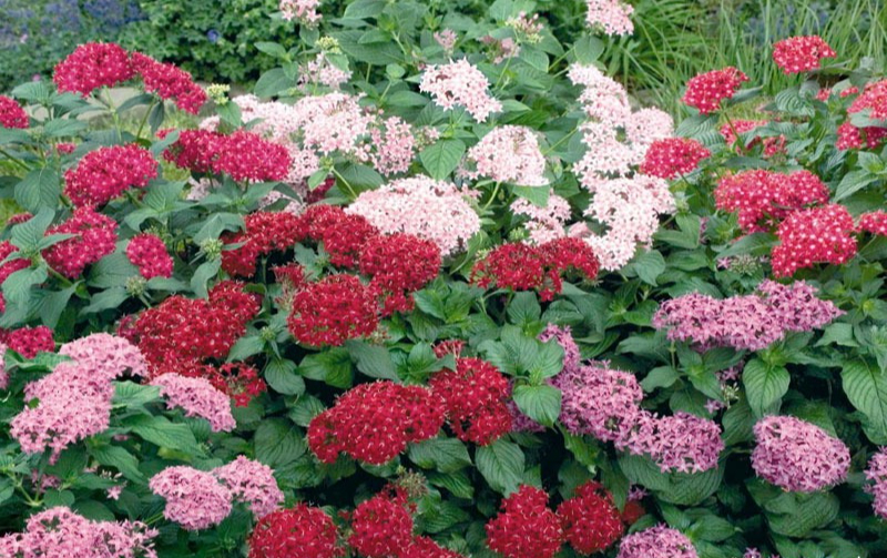 Cây cảnh may mắn, nở hoa quanh năm, ngàn sao lấp lánh, mang lộc tài, niềm vui cho gia đình- Ảnh 6.