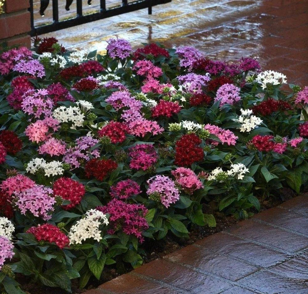 Cây cảnh may mắn, nở hoa quanh năm, ngàn sao lấp lánh, mang lộc tài, niềm vui cho gia đình- Ảnh 11.