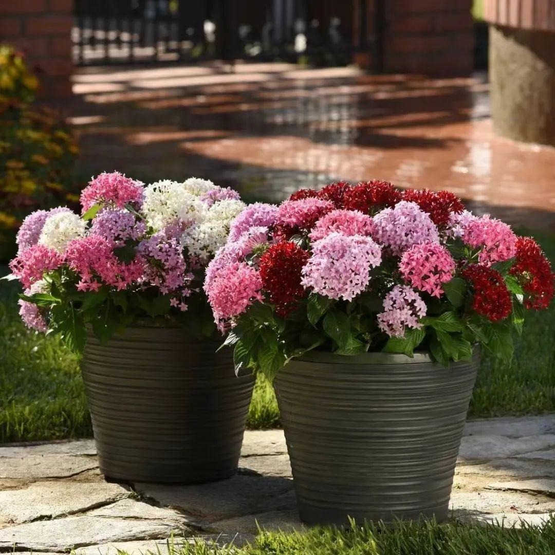 Cây cảnh may mắn, nở hoa quanh năm, ngàn sao lấp lánh, mang lộc tài, niềm vui cho gia đình- Ảnh 3.