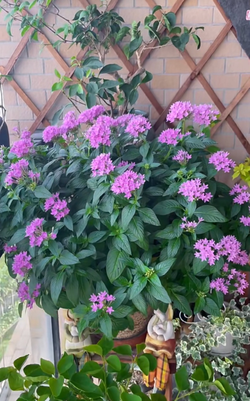 Cây cảnh may mắn, nở hoa quanh năm, ngàn sao lấp lánh, mang lộc tài, niềm vui cho gia đình- Ảnh 12.