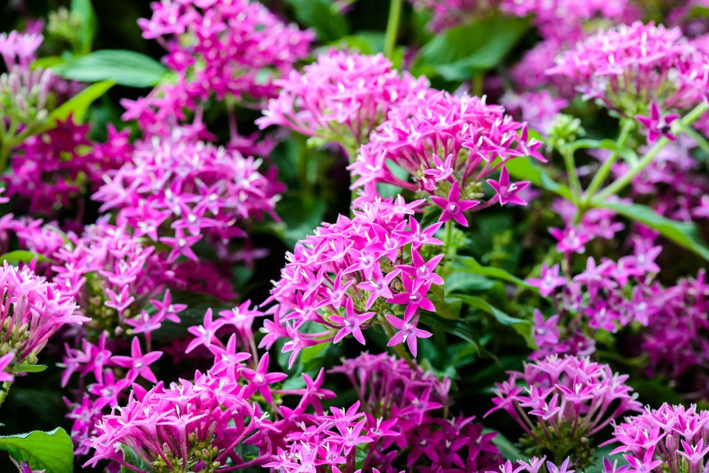 Cây cảnh may mắn, nở hoa quanh năm, ngàn sao lấp lánh, mang lộc tài, niềm vui cho gia đình- Ảnh 8.