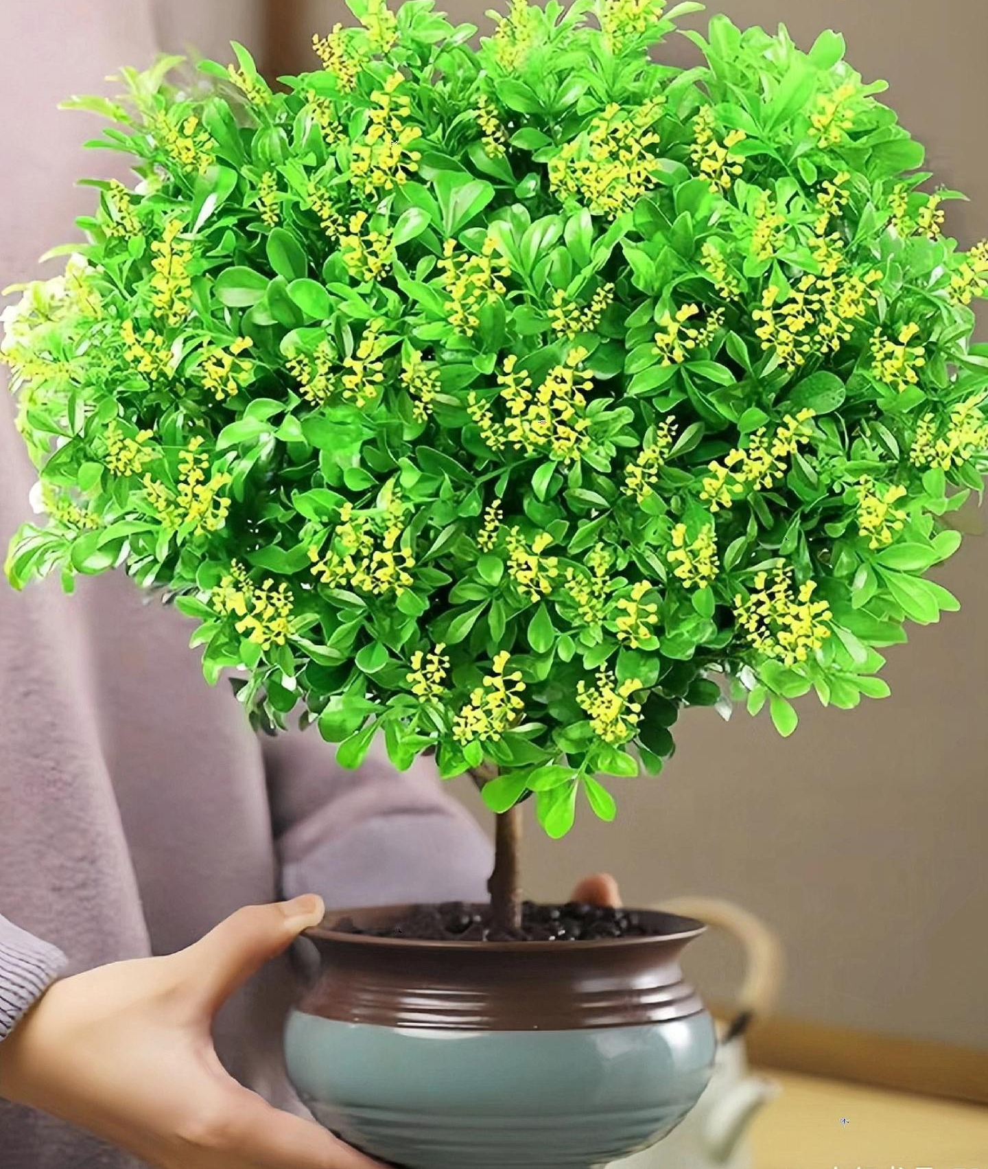 Cây cảnh dân dã, hoa vàng ươm, li ti như hạt kê, thơm tựa hoa lan, giúp giữ nhà, thu hút may mắn, tài lộc- Ảnh 8. Cây cảnh dân dã, hoa vàng ươm, li ti như hạt kê, thơm tựa hoa lan, giúp giữ nhà, thu hút may mắn, tài lộc- Ảnh 8.