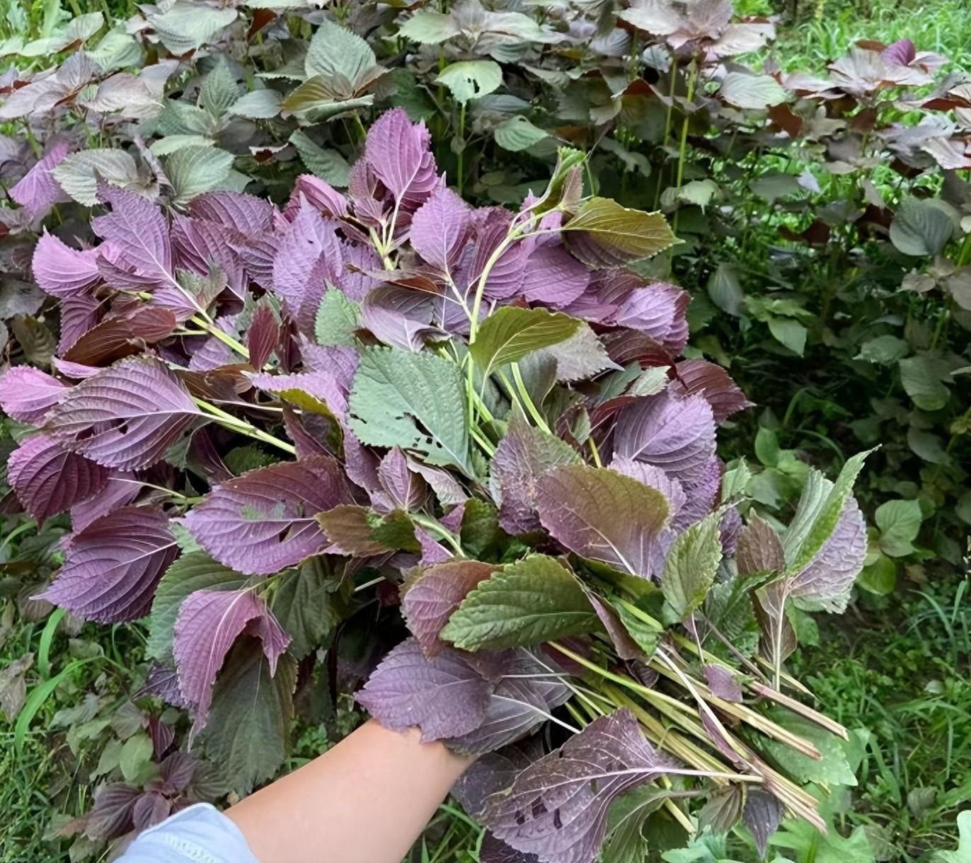Loại rau gia vị giá rẻ lại là vị thuốc quý, ăn nhiều giúp tăng cường miễn dịch, om thịt vịt ngon lạ- Ảnh 1. Loại rau gia vị giá rẻ lại là vị thuốc quý, ăn nhiều giúp tăng cường miễn dịch, om thịt vịt ngon lạ- Ảnh 1.